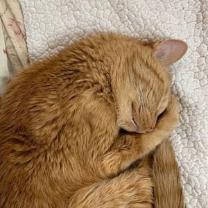 Meet your Posher, Geraldine